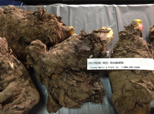 Nice large rhubarb root sections from Indiana Berry