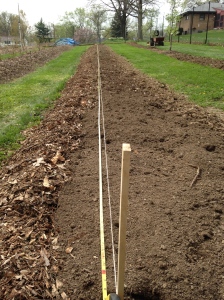 Raspberry Row Preparation...planting spacing 2 ft