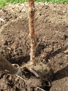 Planting cane approx 1 inch below nursery level
