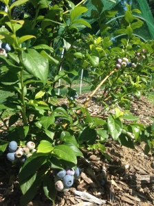 Bluecrop ready to pick...